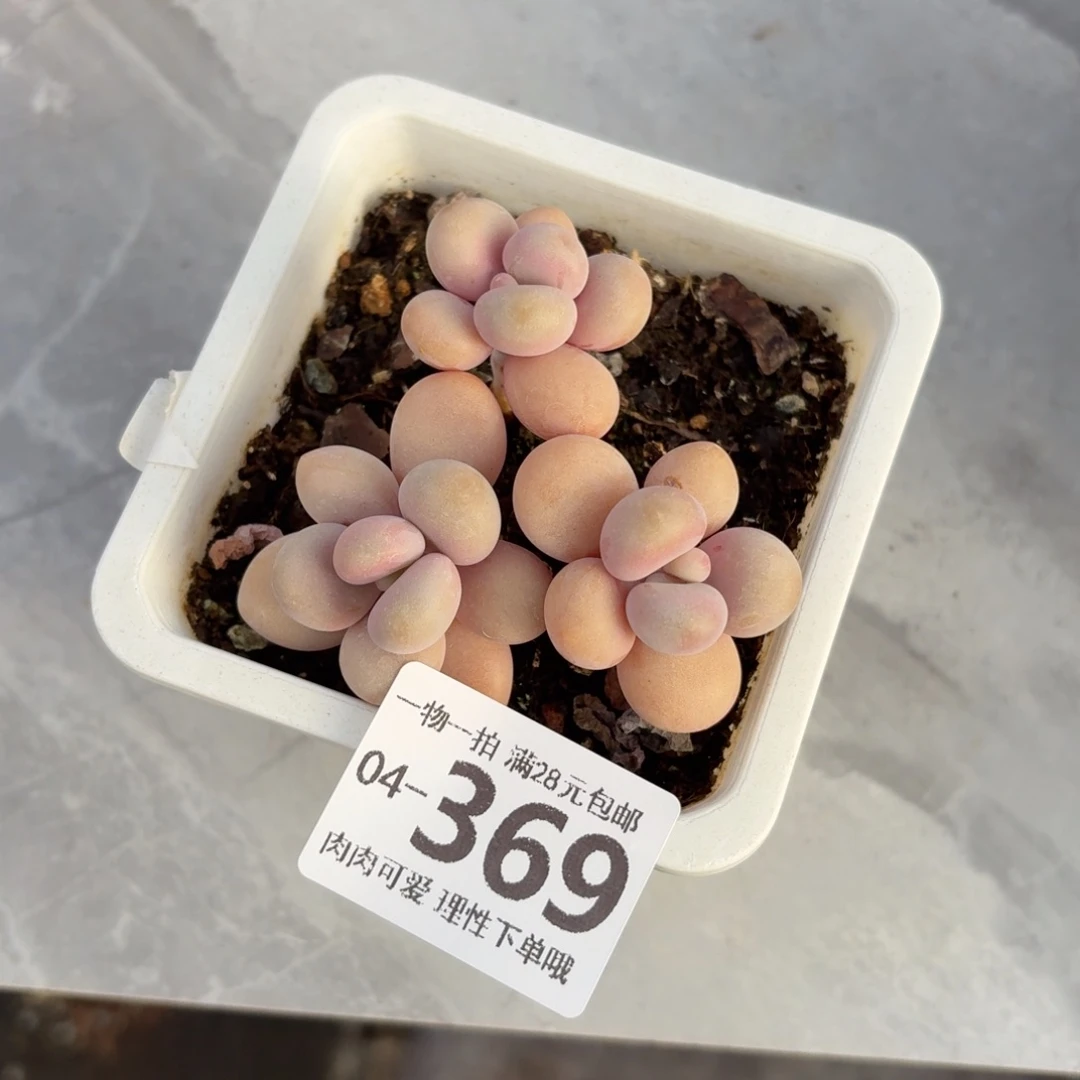 桃蛋无盆土发货无