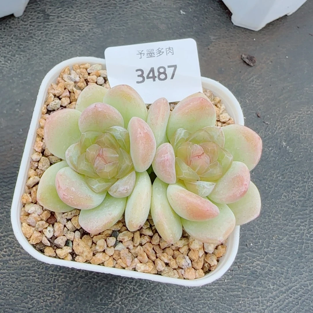 玉清风，3487多肉植物