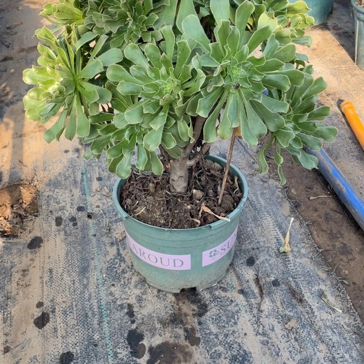 14原始绿法师多肉植物