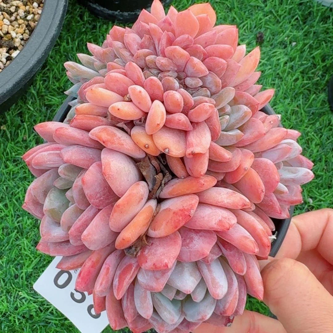 雪之魄缀化            精美多肉植物