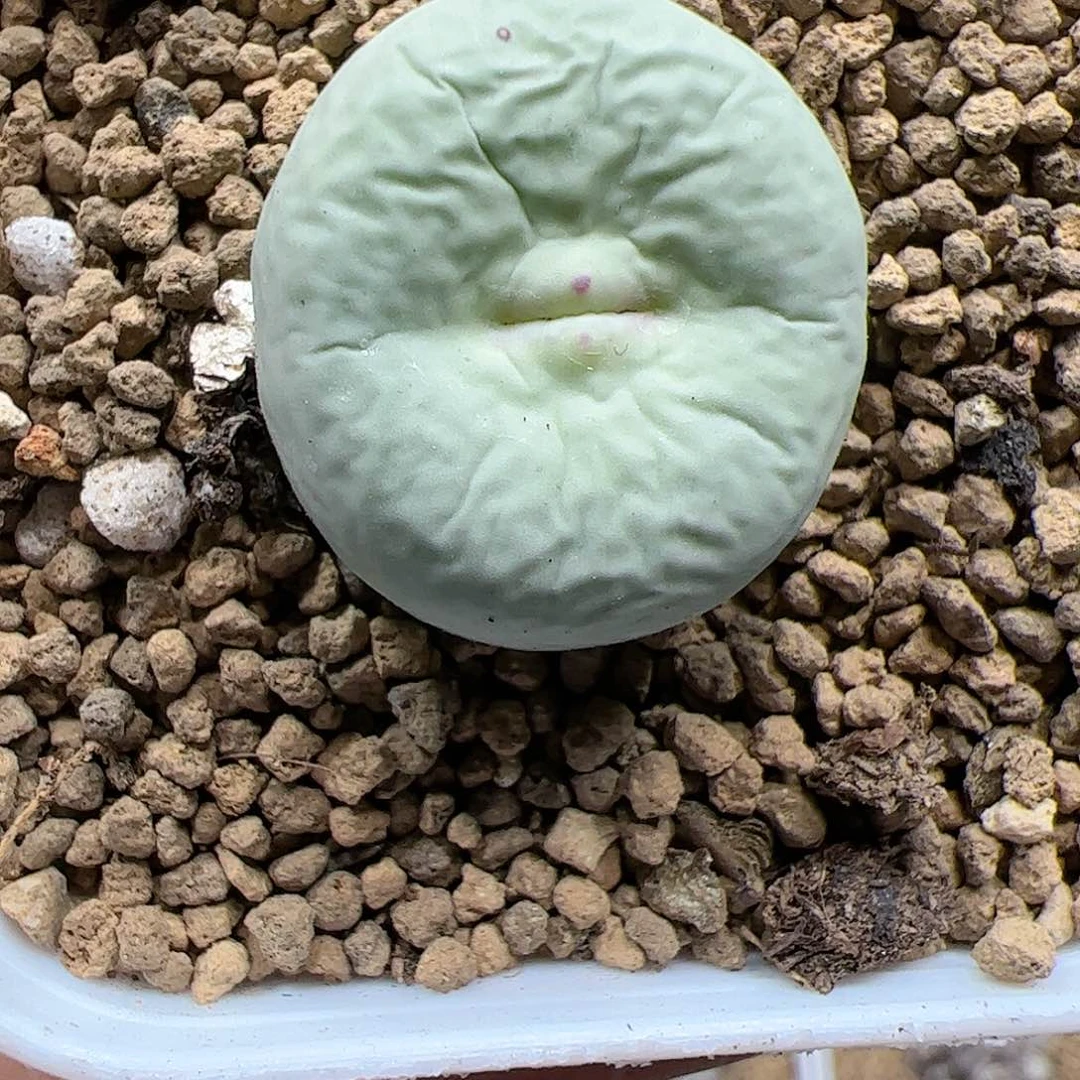 【闪购商品】⁰**⁰335 嘟嘴