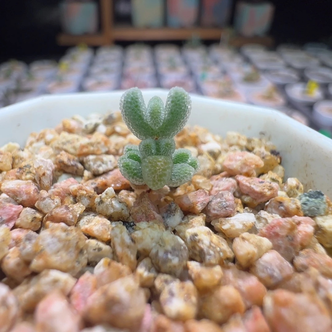 白水晶，尺寸很小，384实生月曲，拍下不退不换