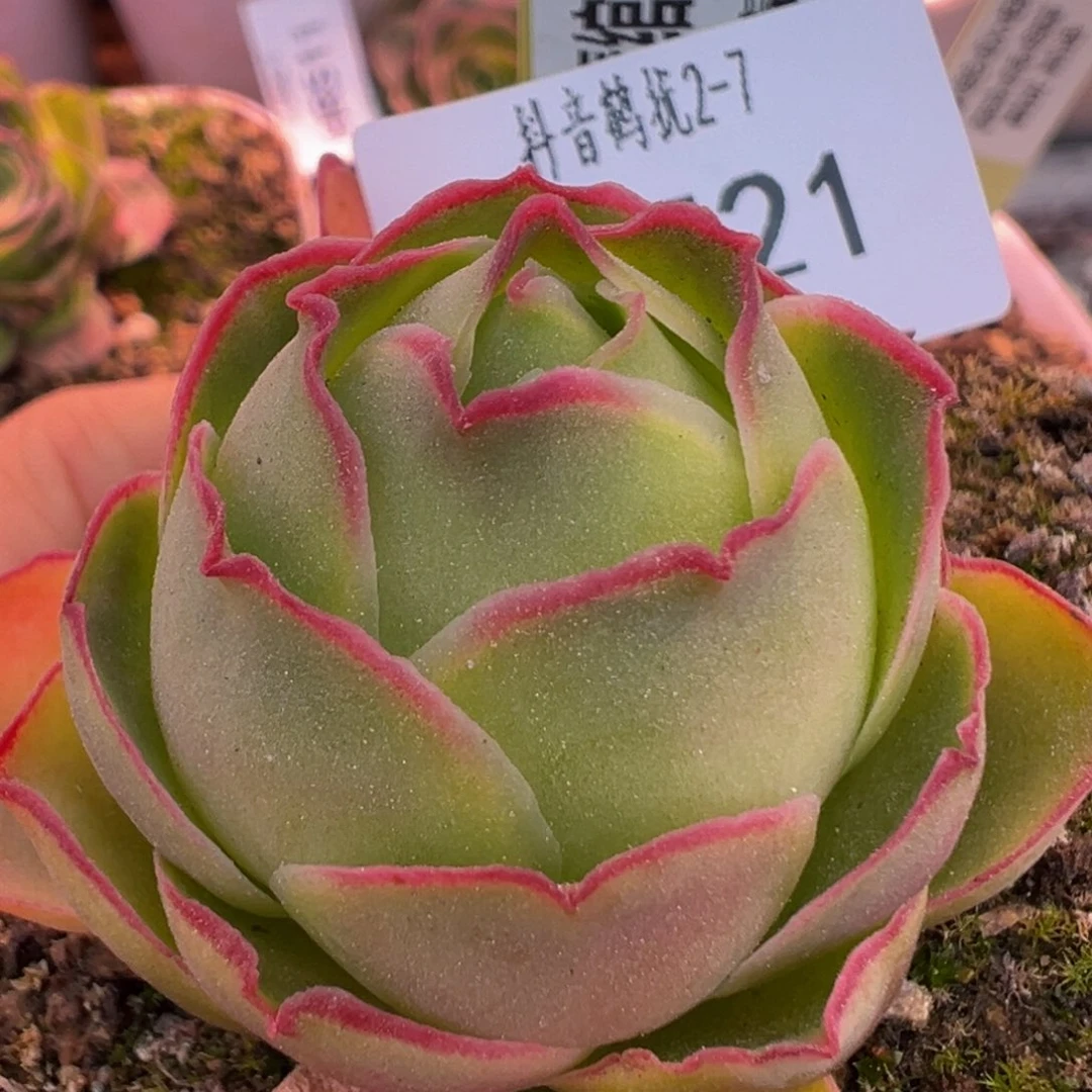 HR521青绾一号福利