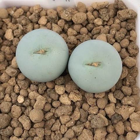 多肉肉锥 Sh433Ｖ嘴