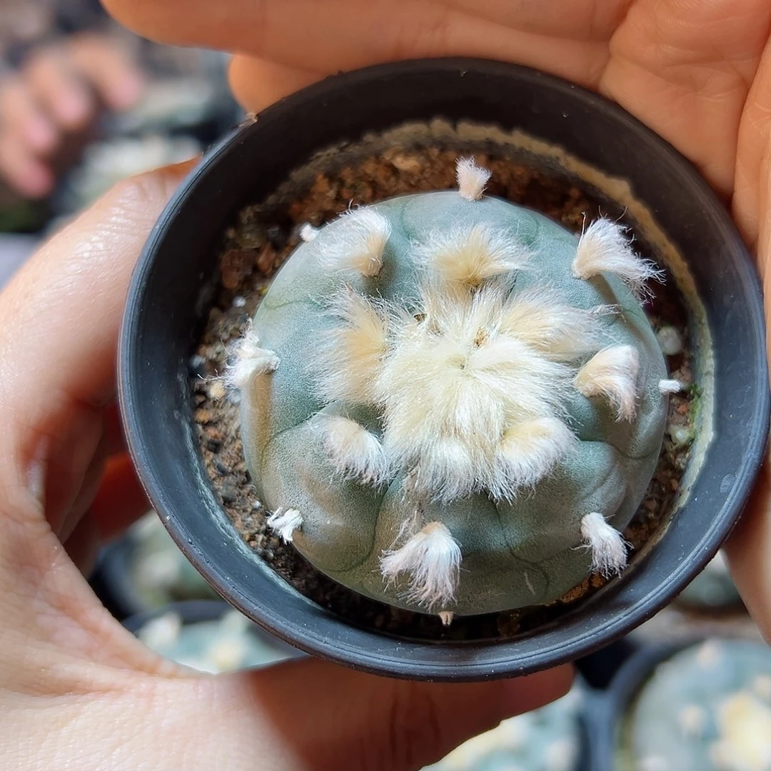 实生长毛kk勒骨乌5公分带盆