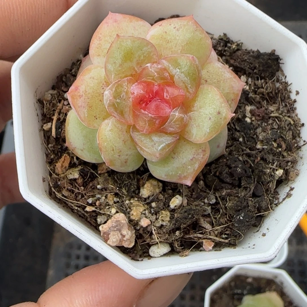 小卡拉米糖心一物一拍