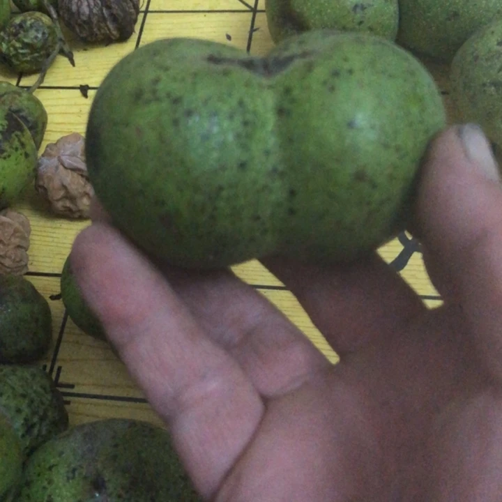辣*酱文玩核桃白狮子半臂