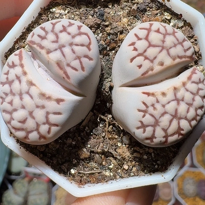 生石花2211111。  233