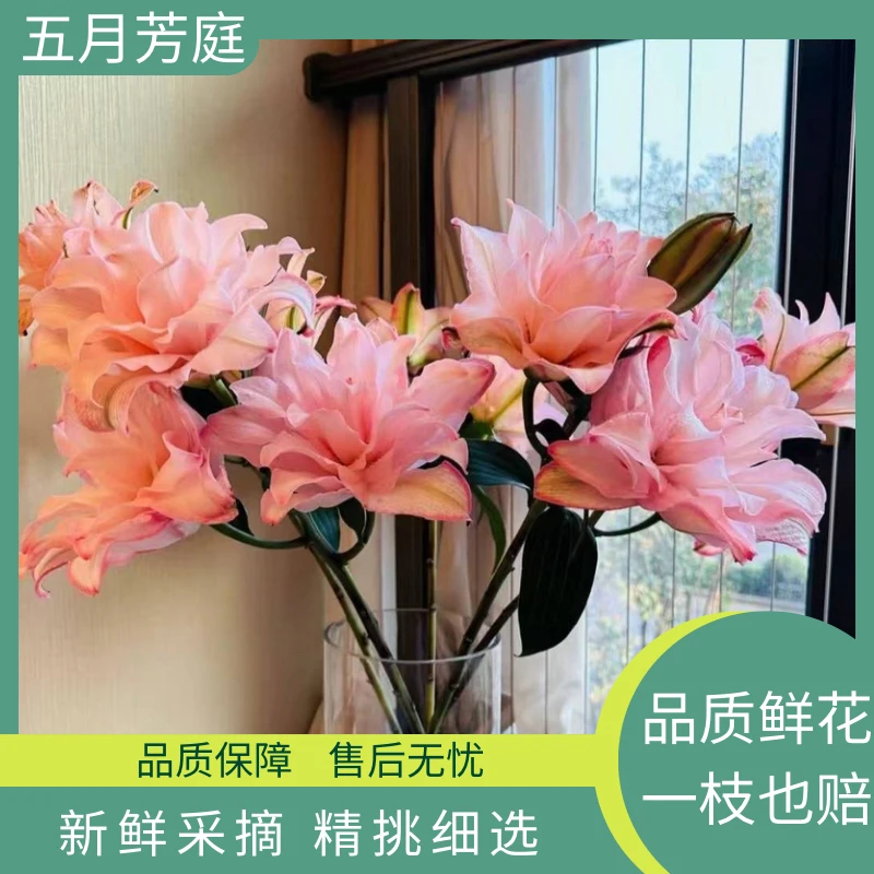 高级定制多头树【布朗尼树】霞多丽吸色香水百合鲜花#云南直发瓶插