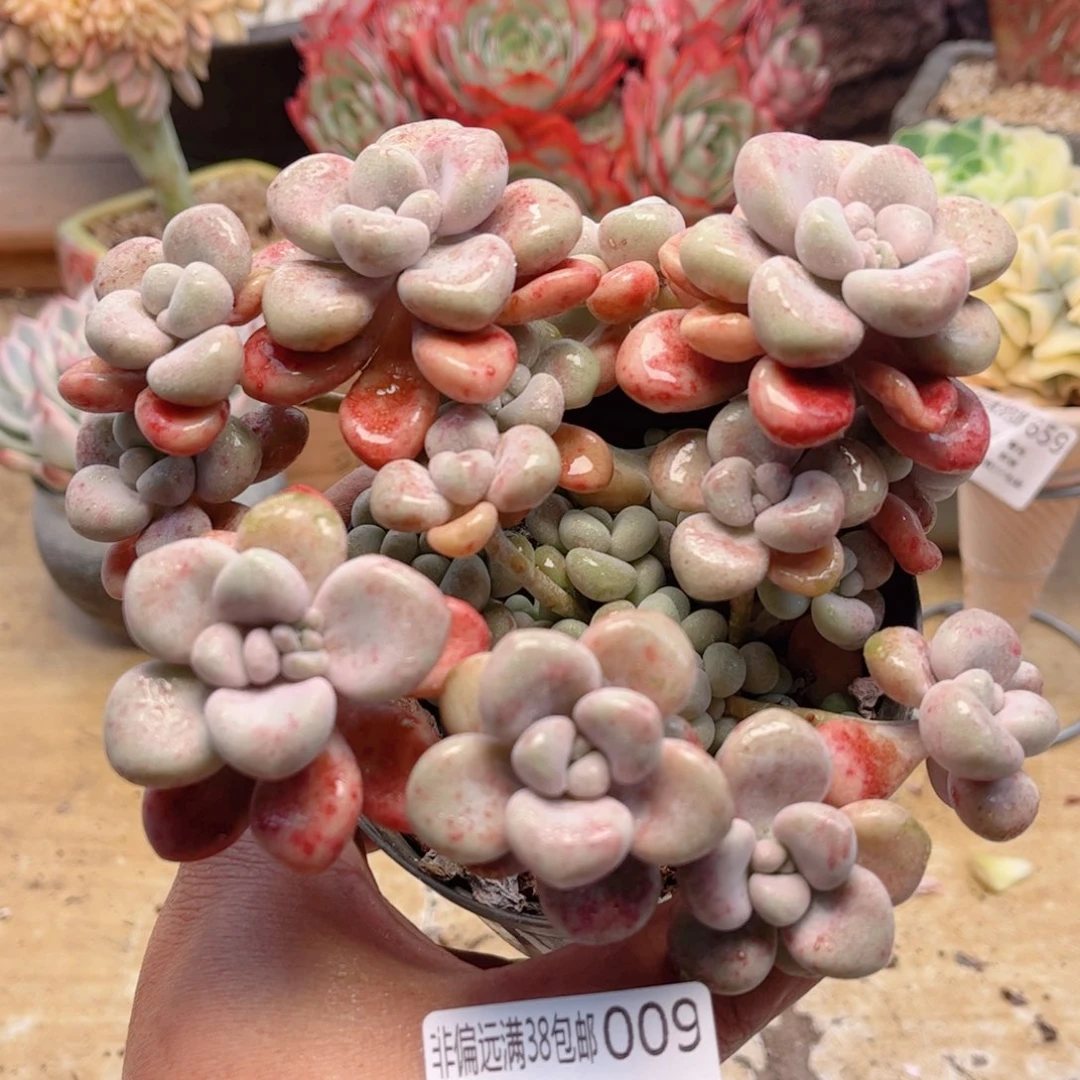 009艾伦德华多肉