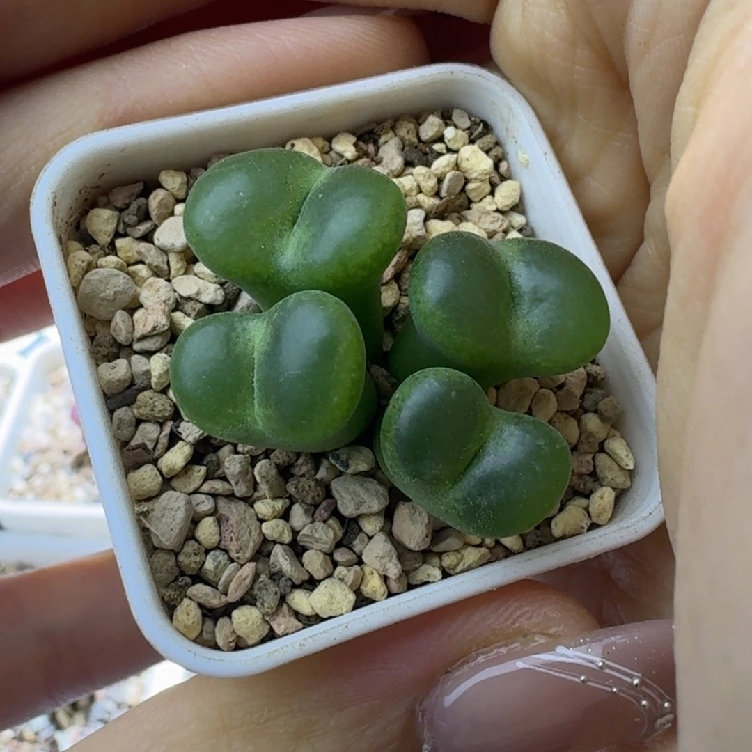 14号四头绿安格一物一拍