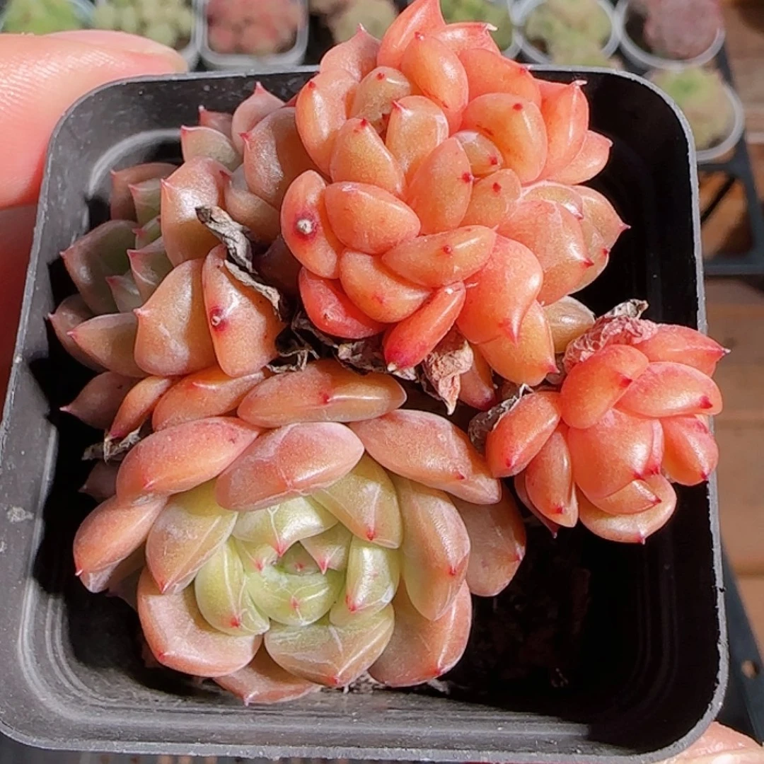 ****࿐1114-------77福利