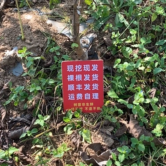 贫***山吊坠文玩核桃平谷元宝