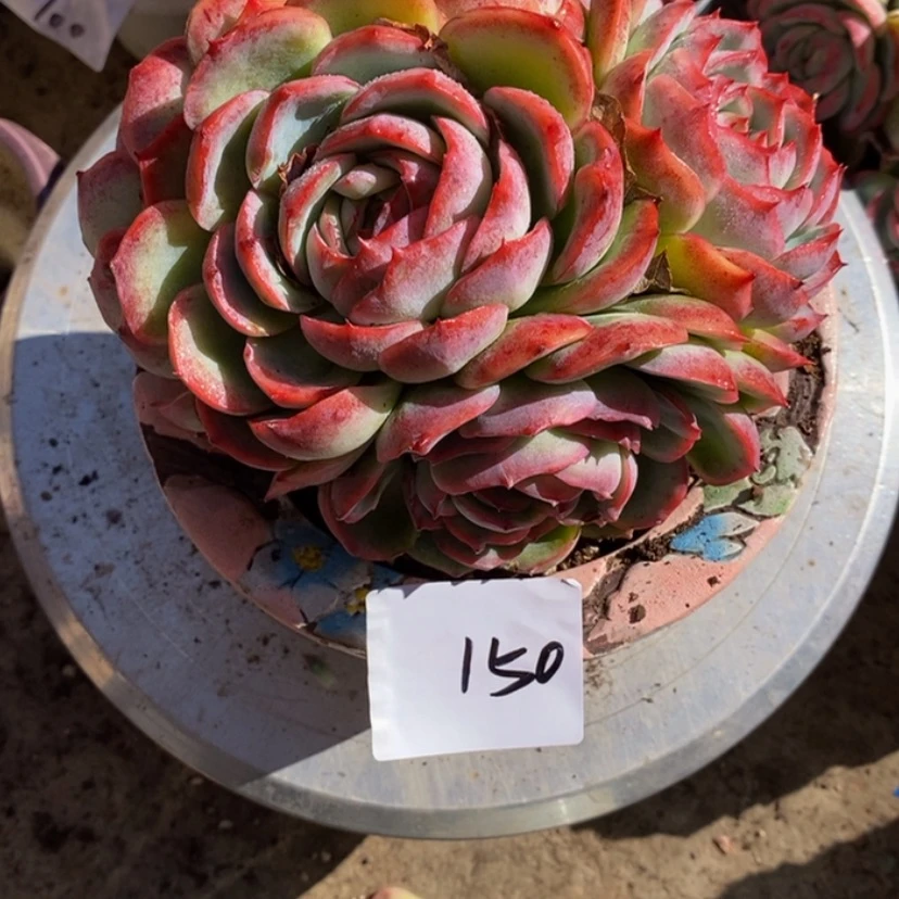 【闪购商品】执**?多肉植物的