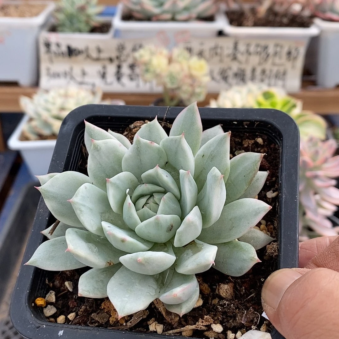 15346tp 锦多肉植物