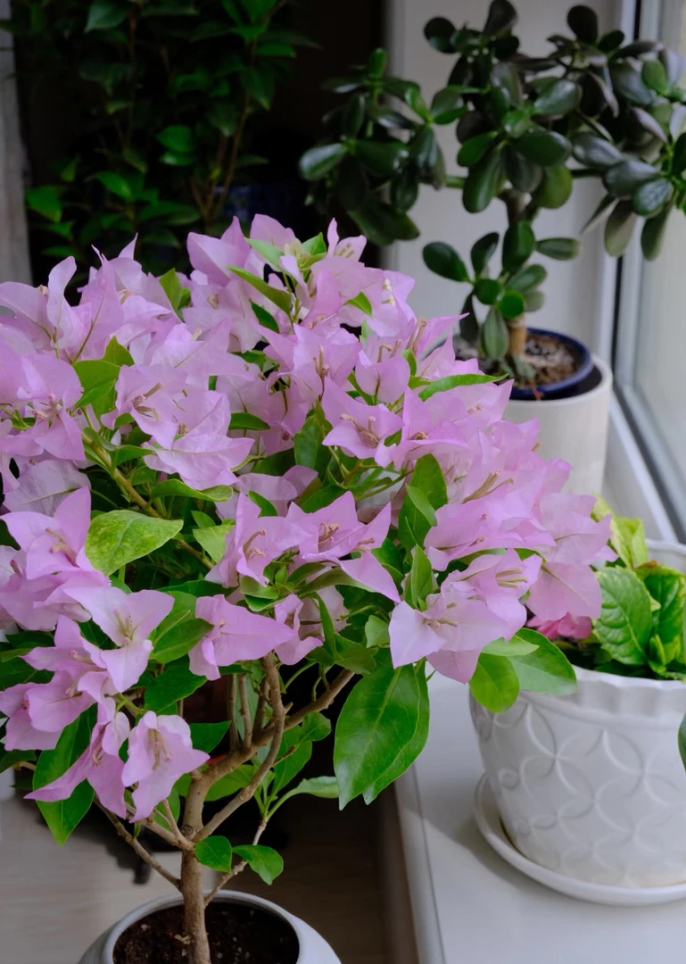 【金夫人】三角梅花卉四季开花勤花粉色情人节