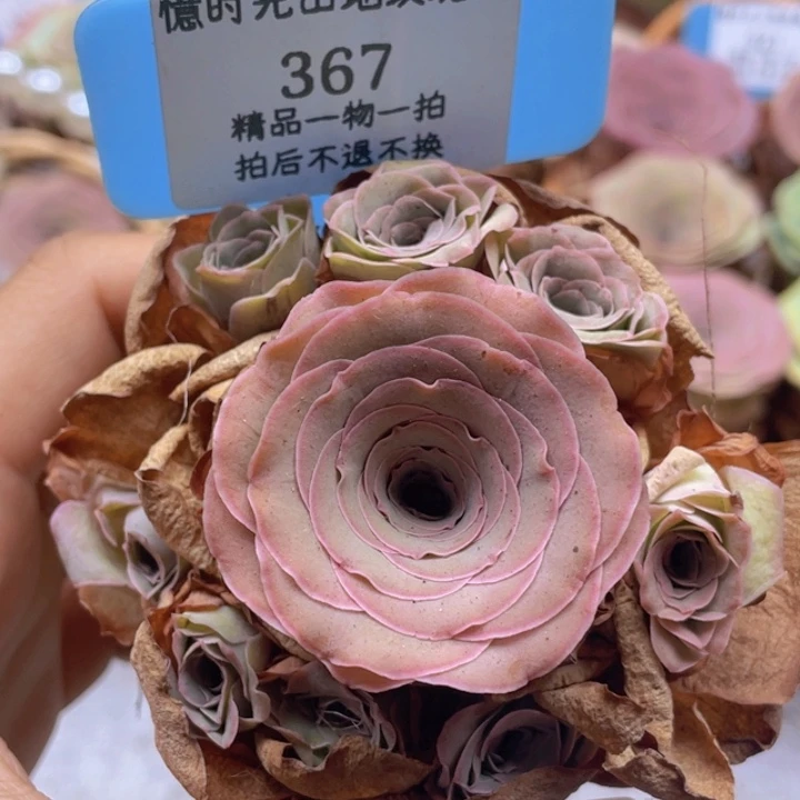 山地玫瑰367裸根发货不售后