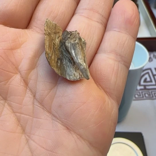 沉香摆件路*海南虎斑棋虎胆0.8克