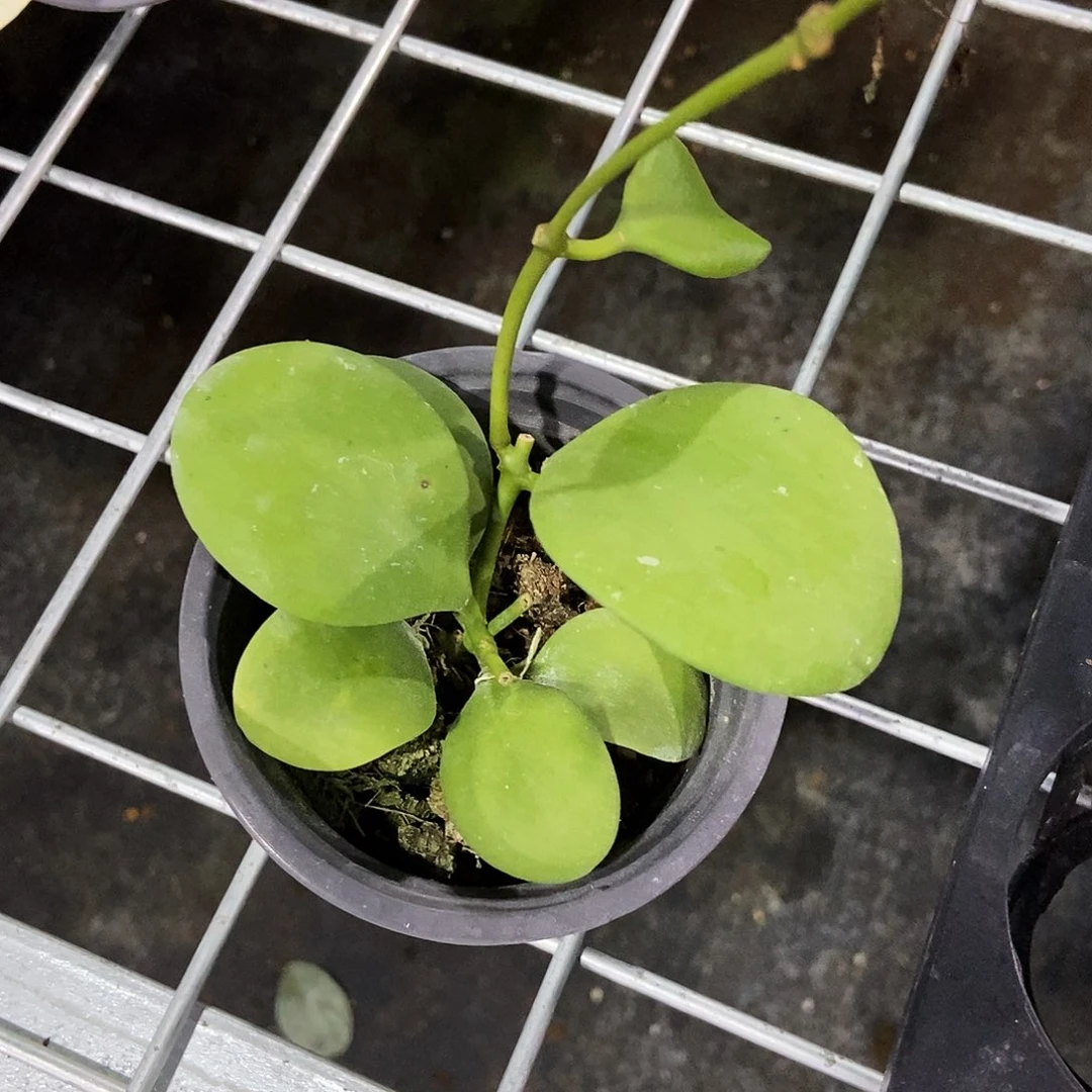 完全开放卡斯堡球兰