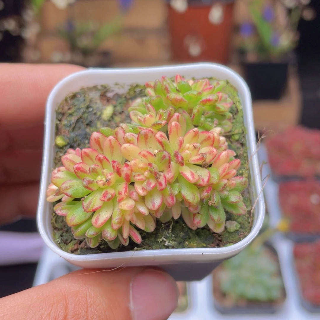 小人祭锦多肉9.9包邮发货