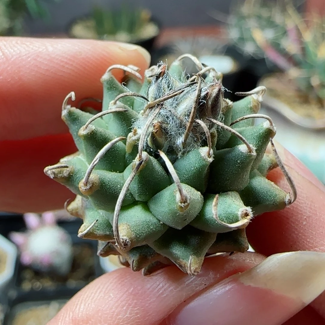 实生安德森多肉0000