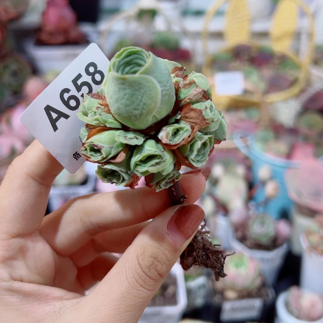 658黄绿玫瑰手捧花长杆子。