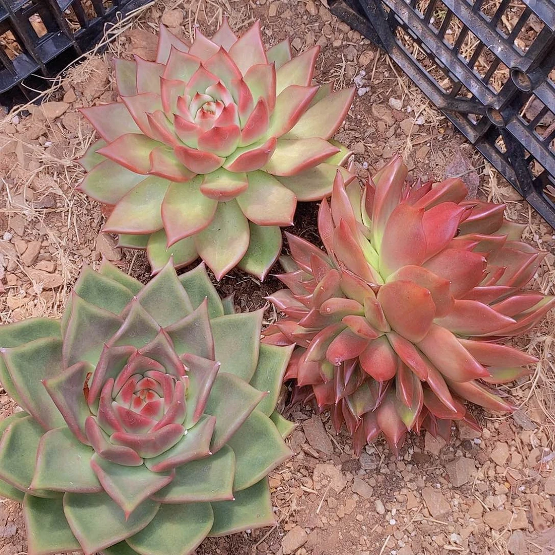 多肉植物韩版宝石组合