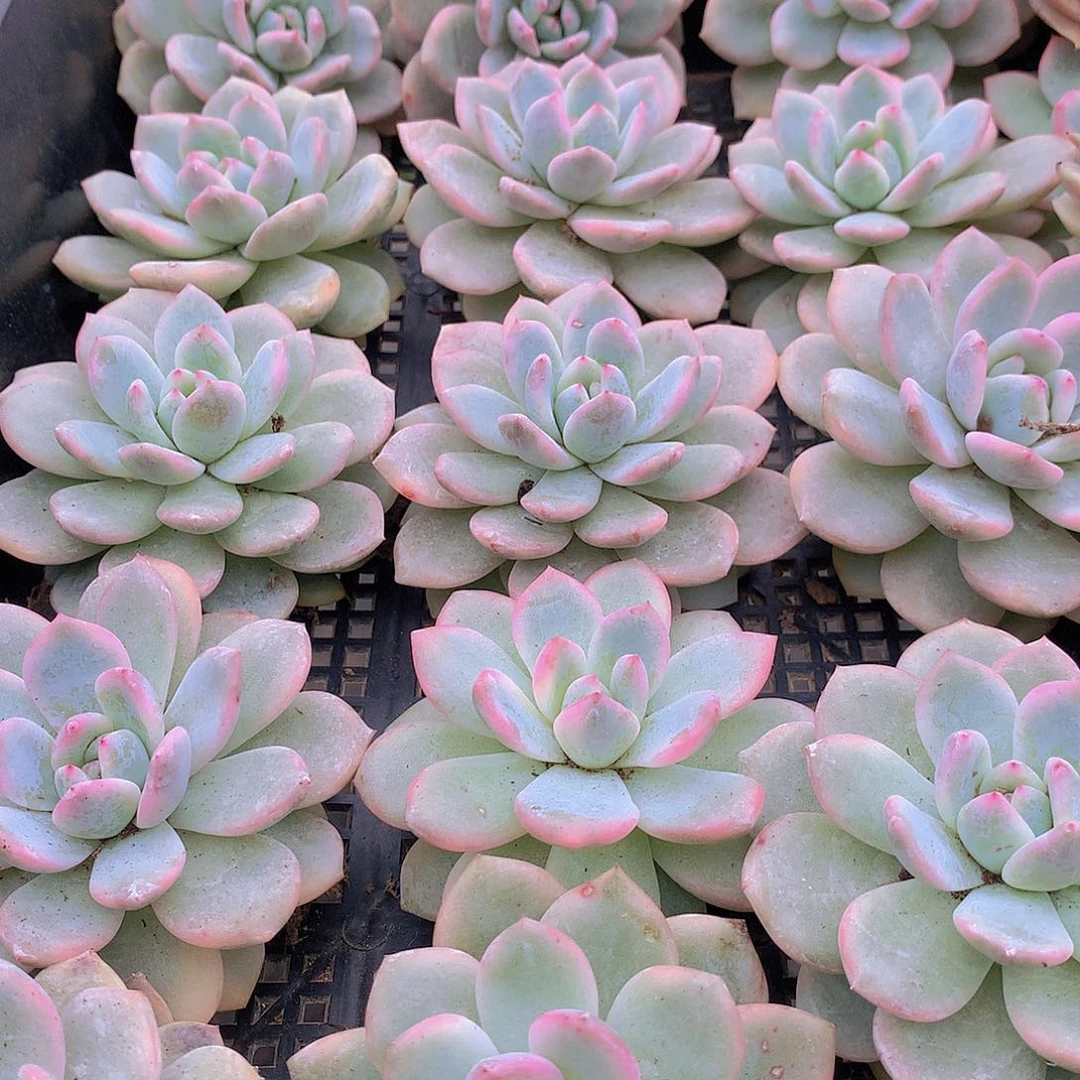 梦露锦345678999000000