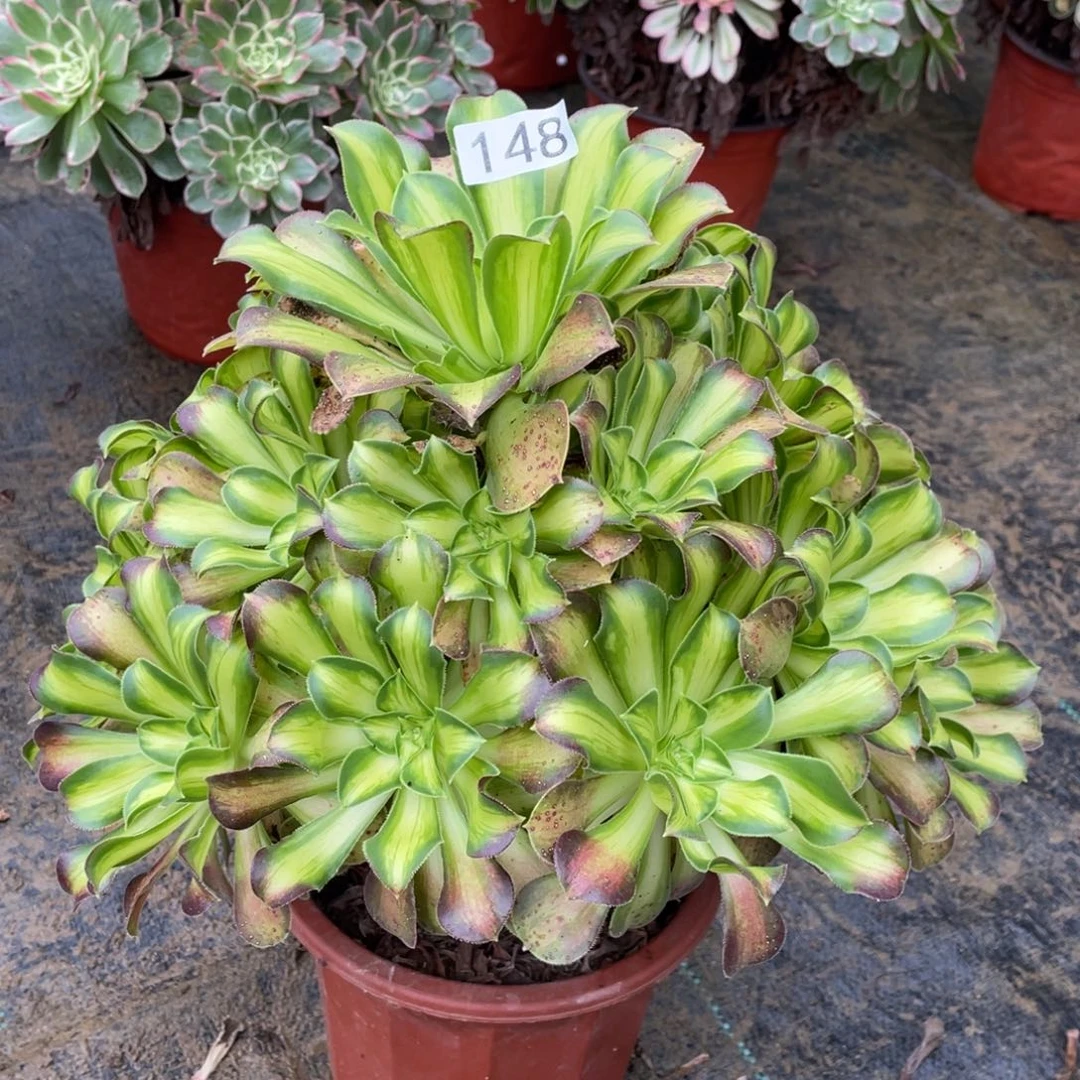 韶华多肉植物老桩