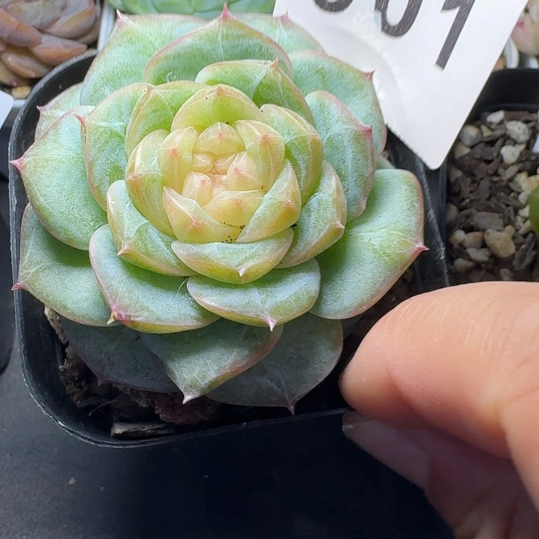 欢***欢暮光之城            精美多肉植物