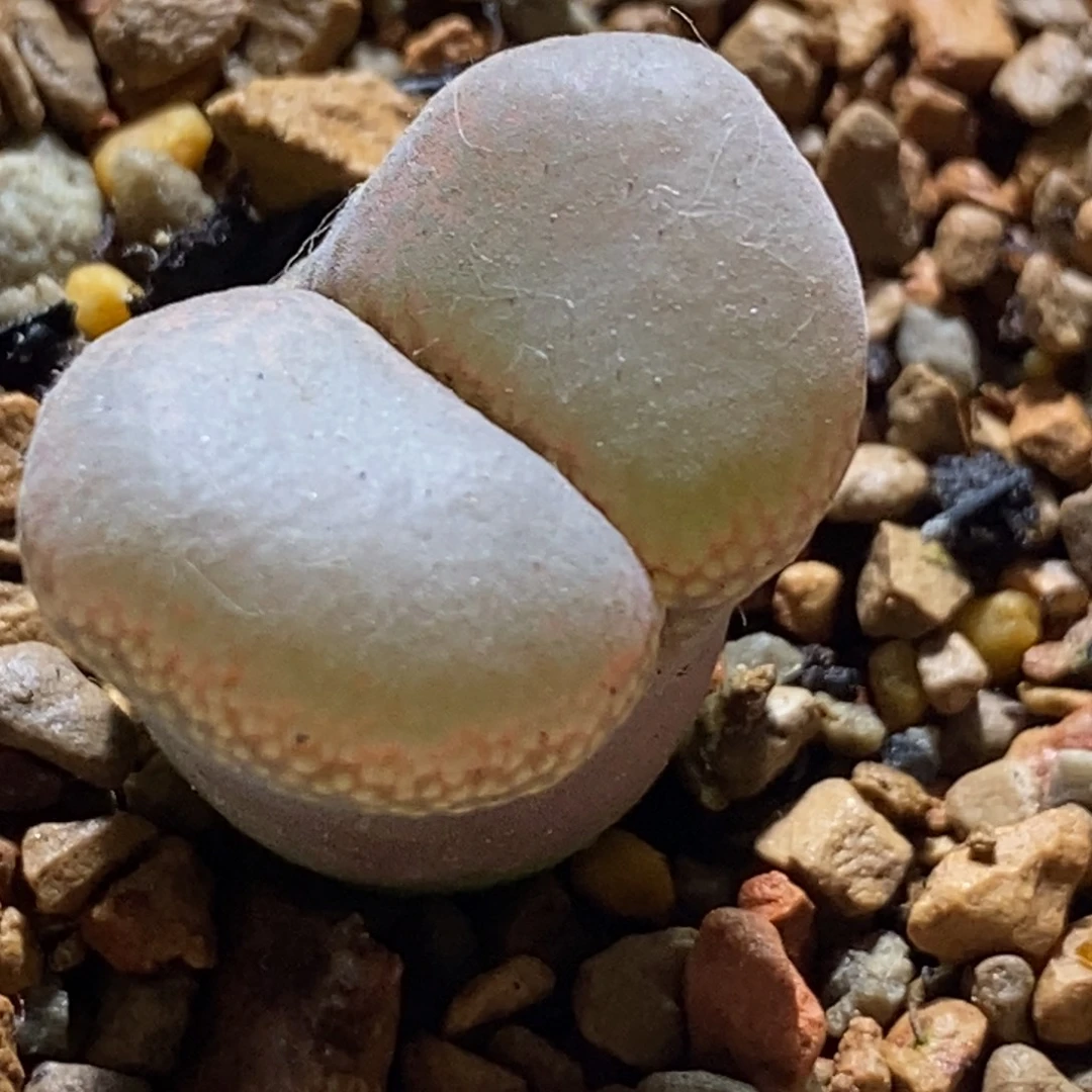 帕法德帕法德帕法德