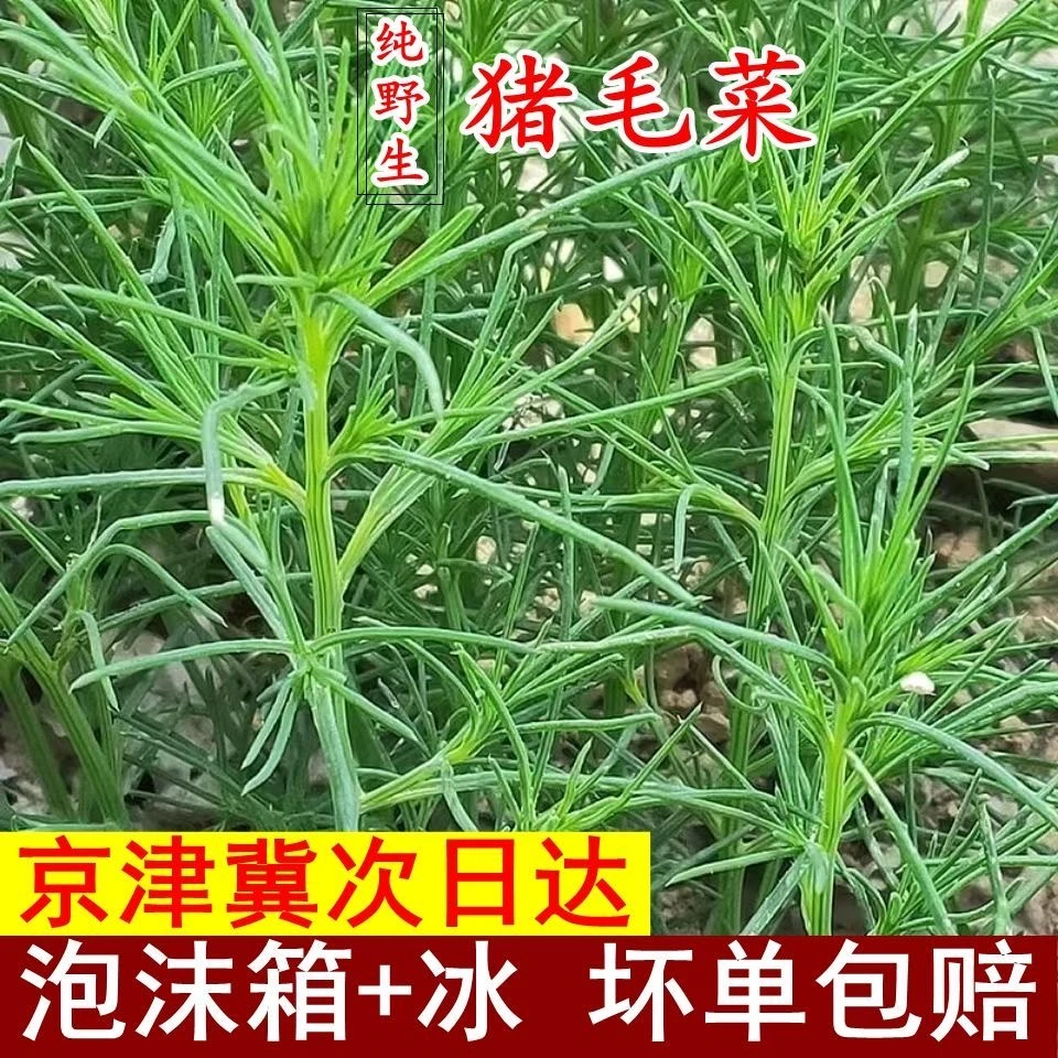 【生鲜冷链】农家妈妈现摘现发1斤新鲜野生猪毛菜黄须菜海蓬菜西菜