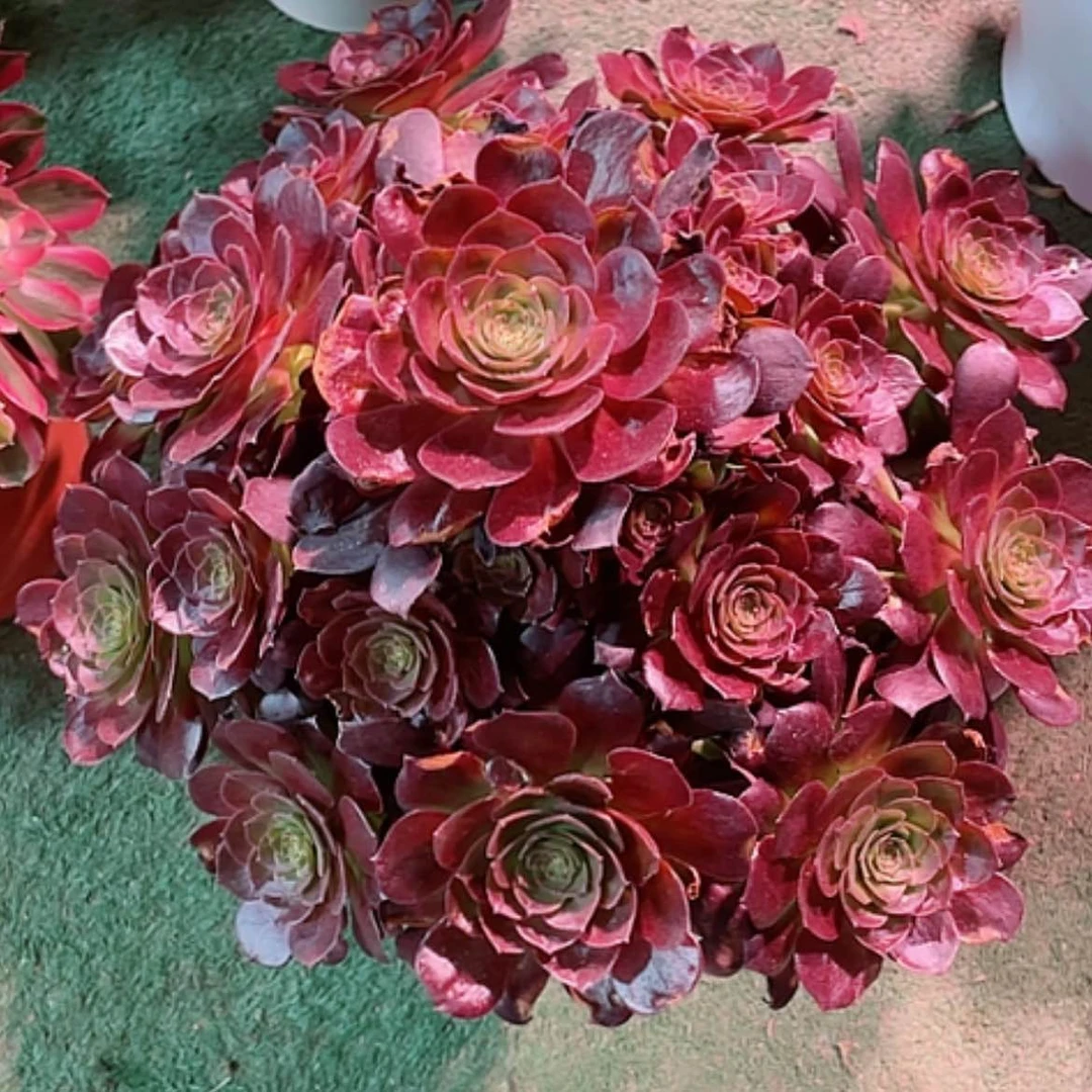 【闪购商品】法师好看也好养赤焰莲