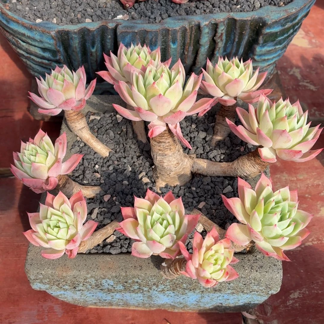 多肉植物 丝绸面纱-4