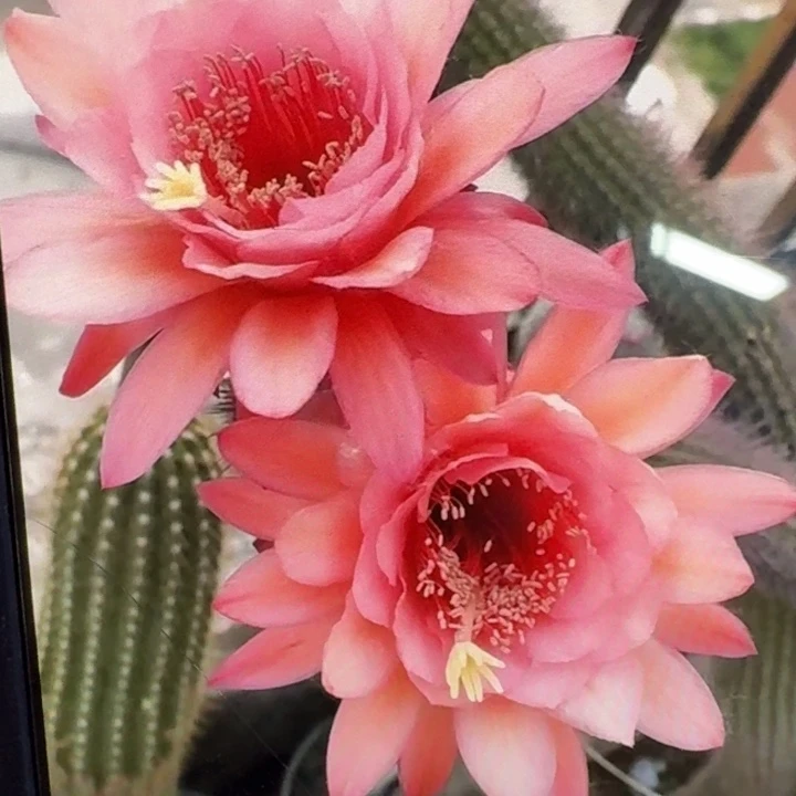 377金妞巨人歪6公分左右无根侧牙，20包邮