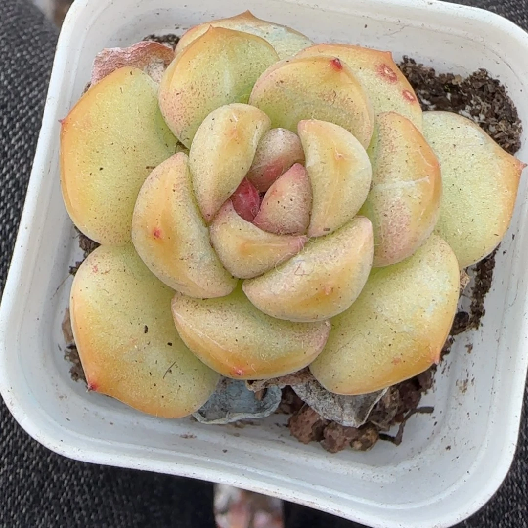 多肉小卡拉米糖心一物一拍