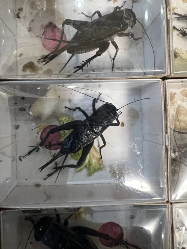 1- 野子油葫芦 有叫