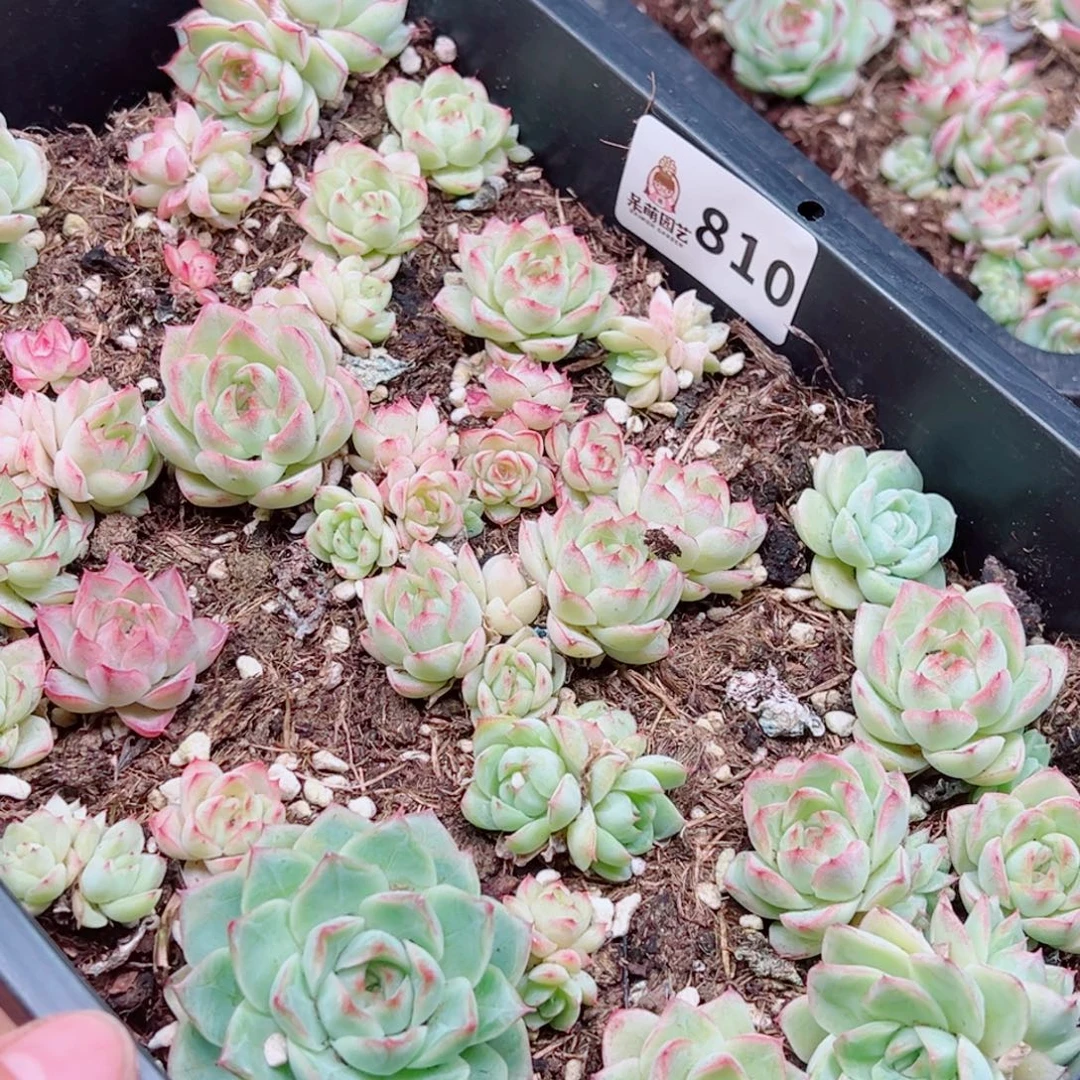 月***玥多肉植物多肉植物