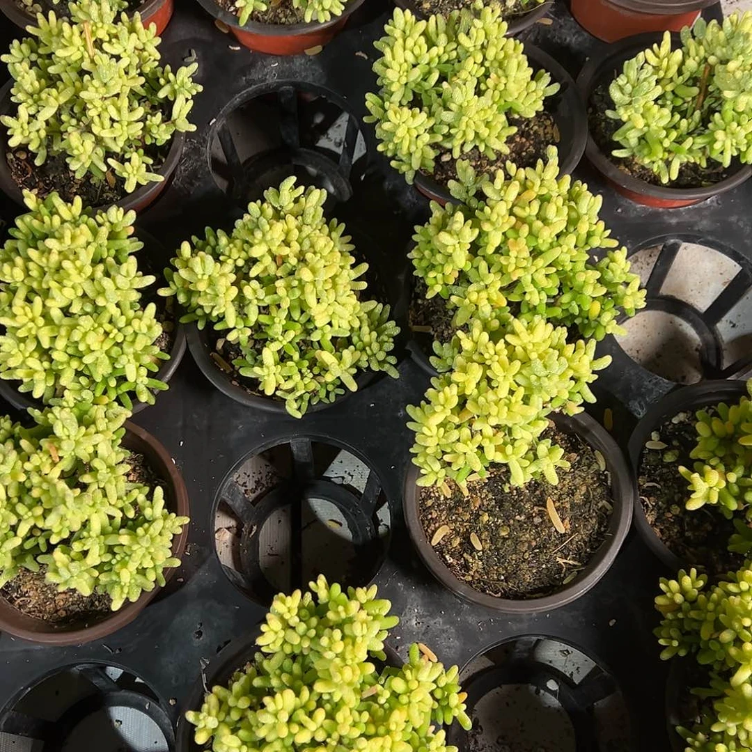 糖球奶油福伦锦90杯老桩