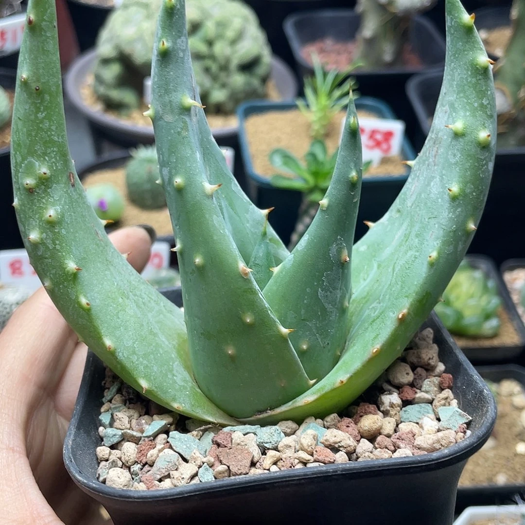 实生宽叶王刺锦芦荟仙人球