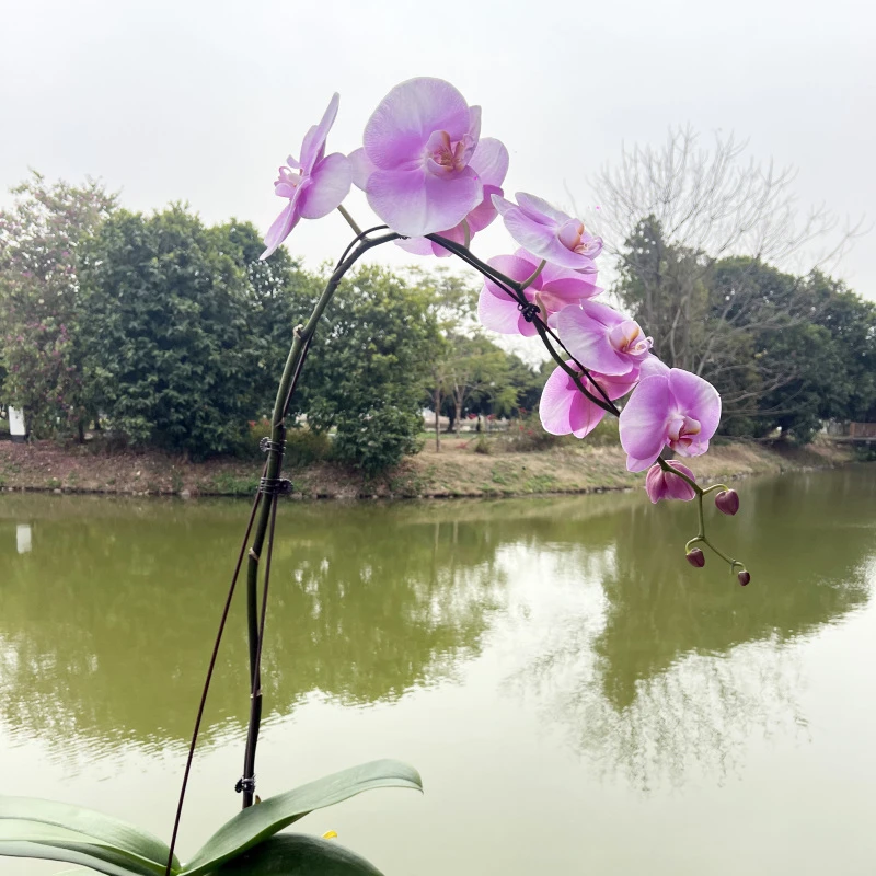 【美滋滋】蝴蝶兰鲜花绿植室内客厅养殖 带花带花苞发货