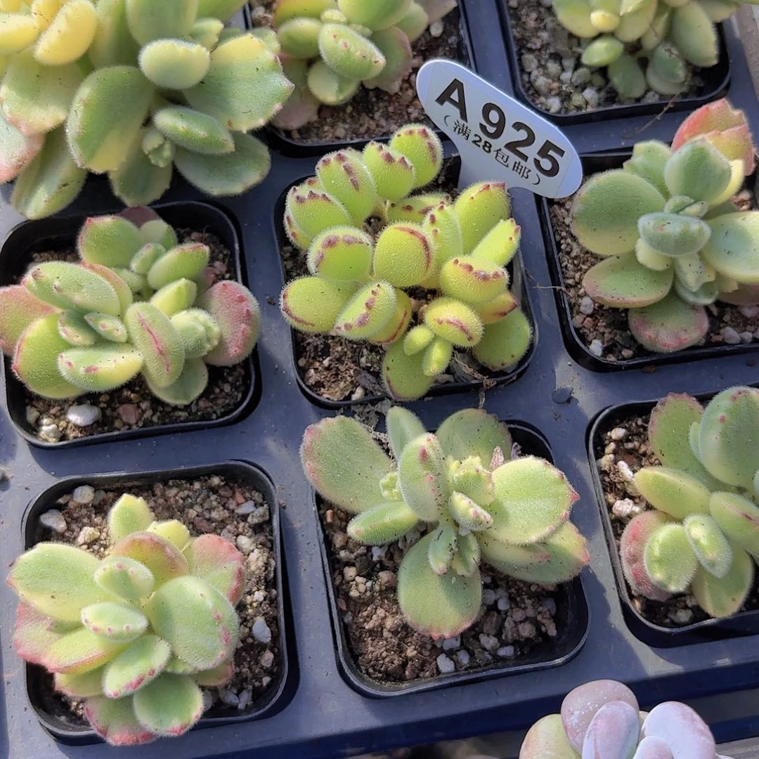 1****9A925熊童子yi wu yi pai多肉