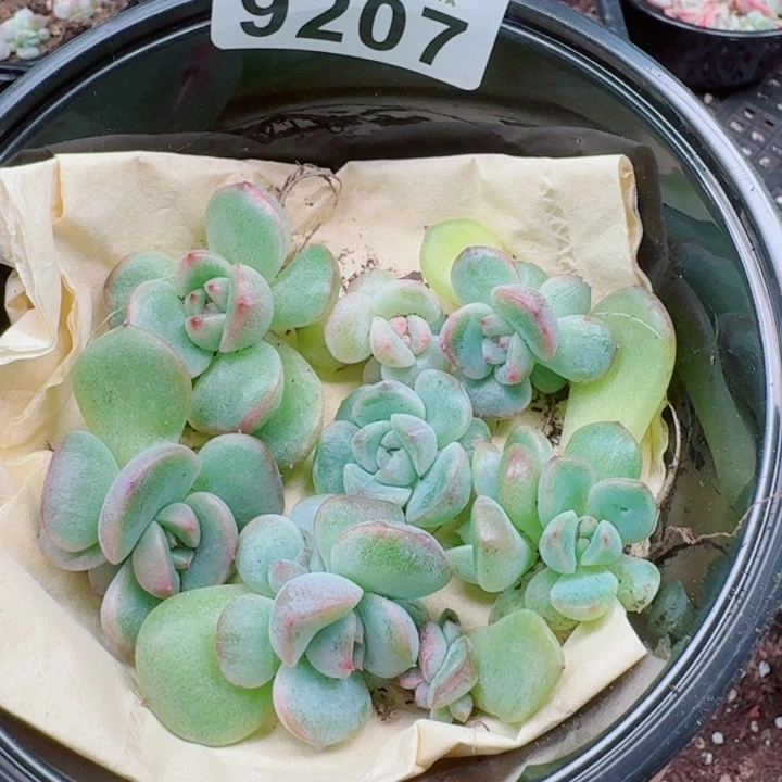 多肉植物多肉植物