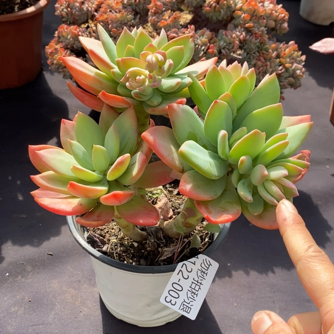 两单包邮1122-3芒果美人