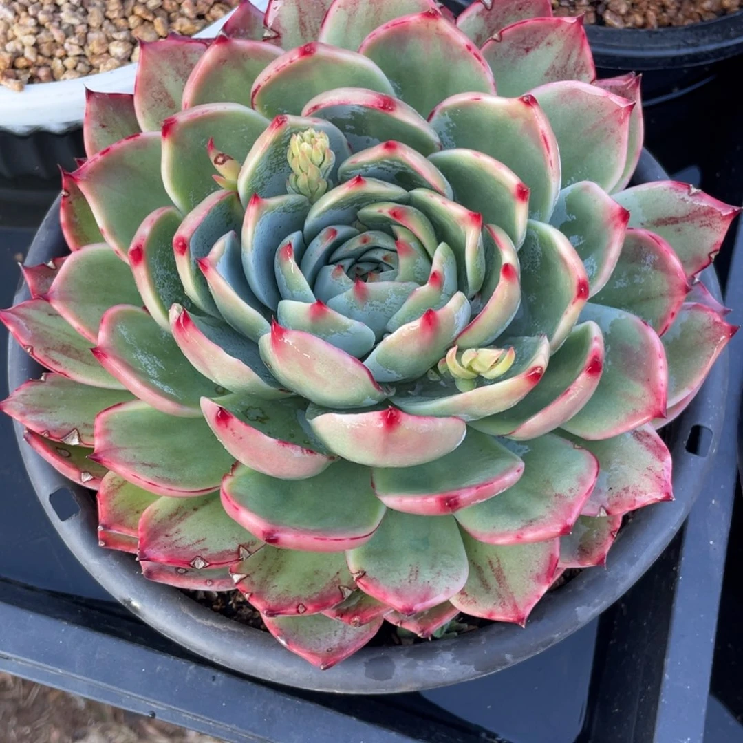 惊鸿仙子冠服21左右