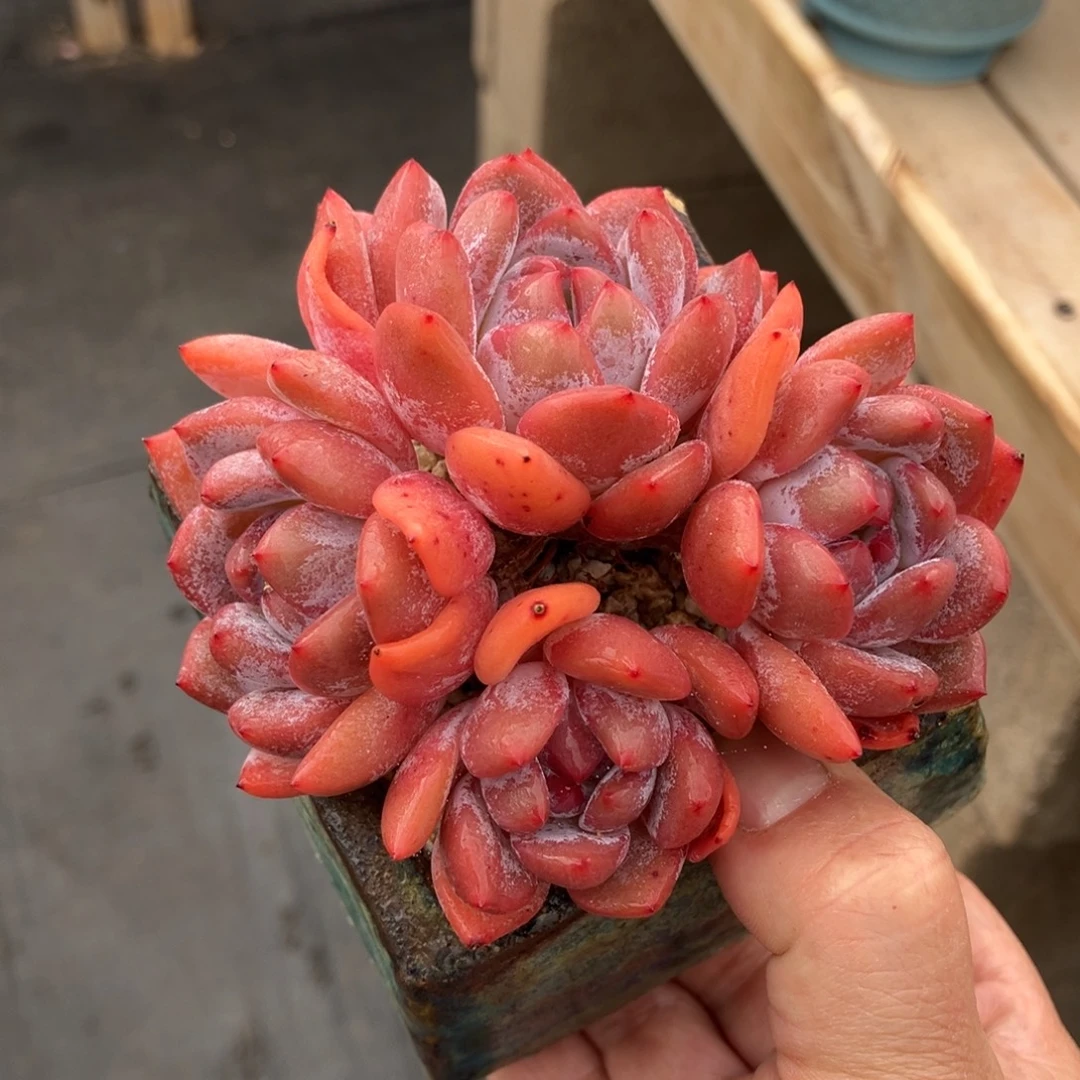 星影有摘 一物一拍不支持退换