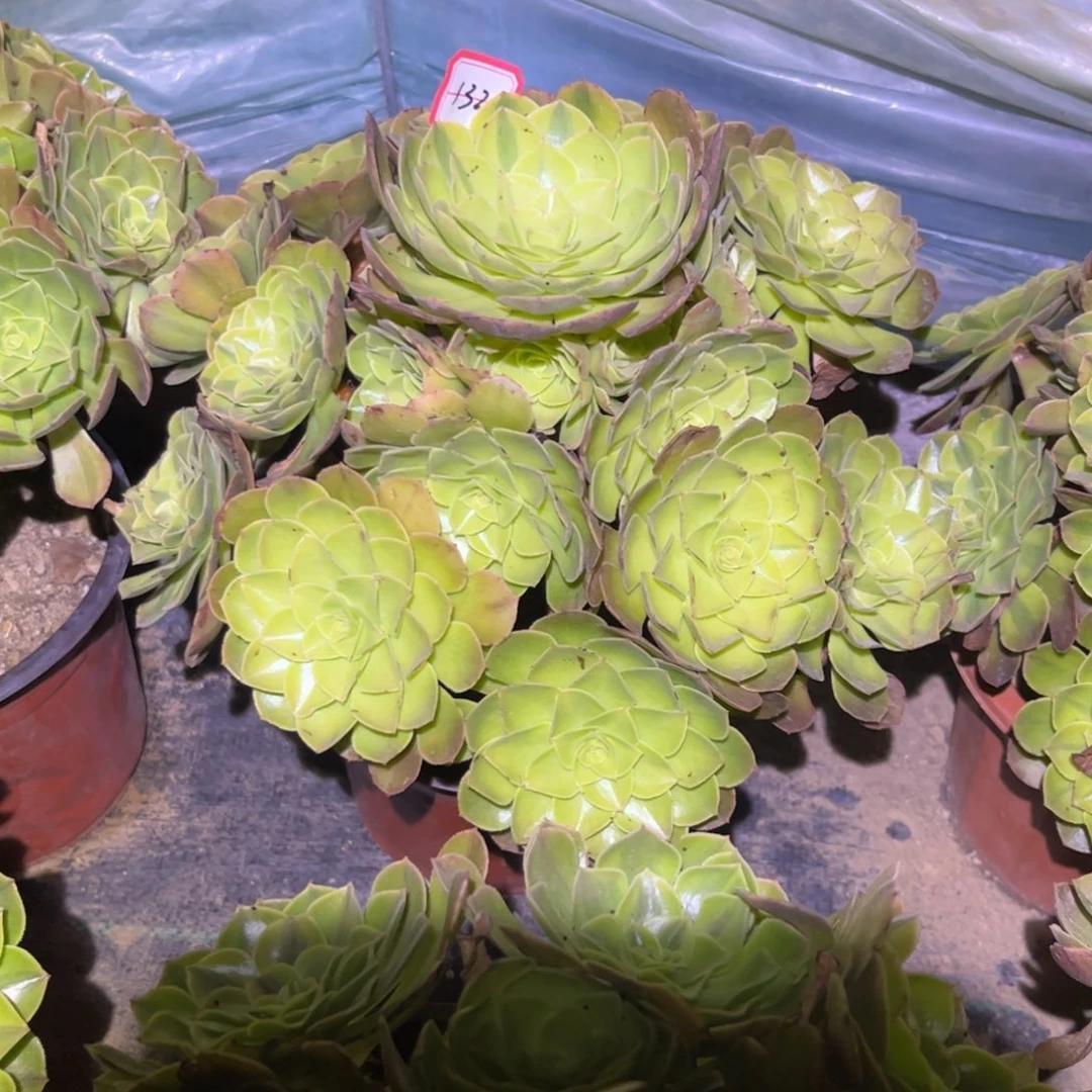 用***3132多肉植物雨荷法师