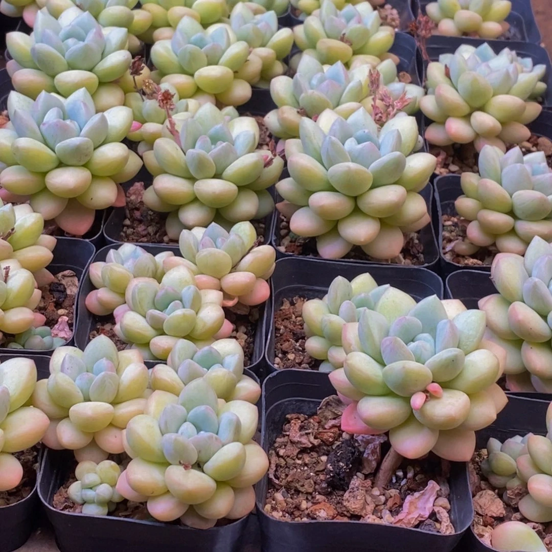 毛***嬢786多肉植物保护研究所两个