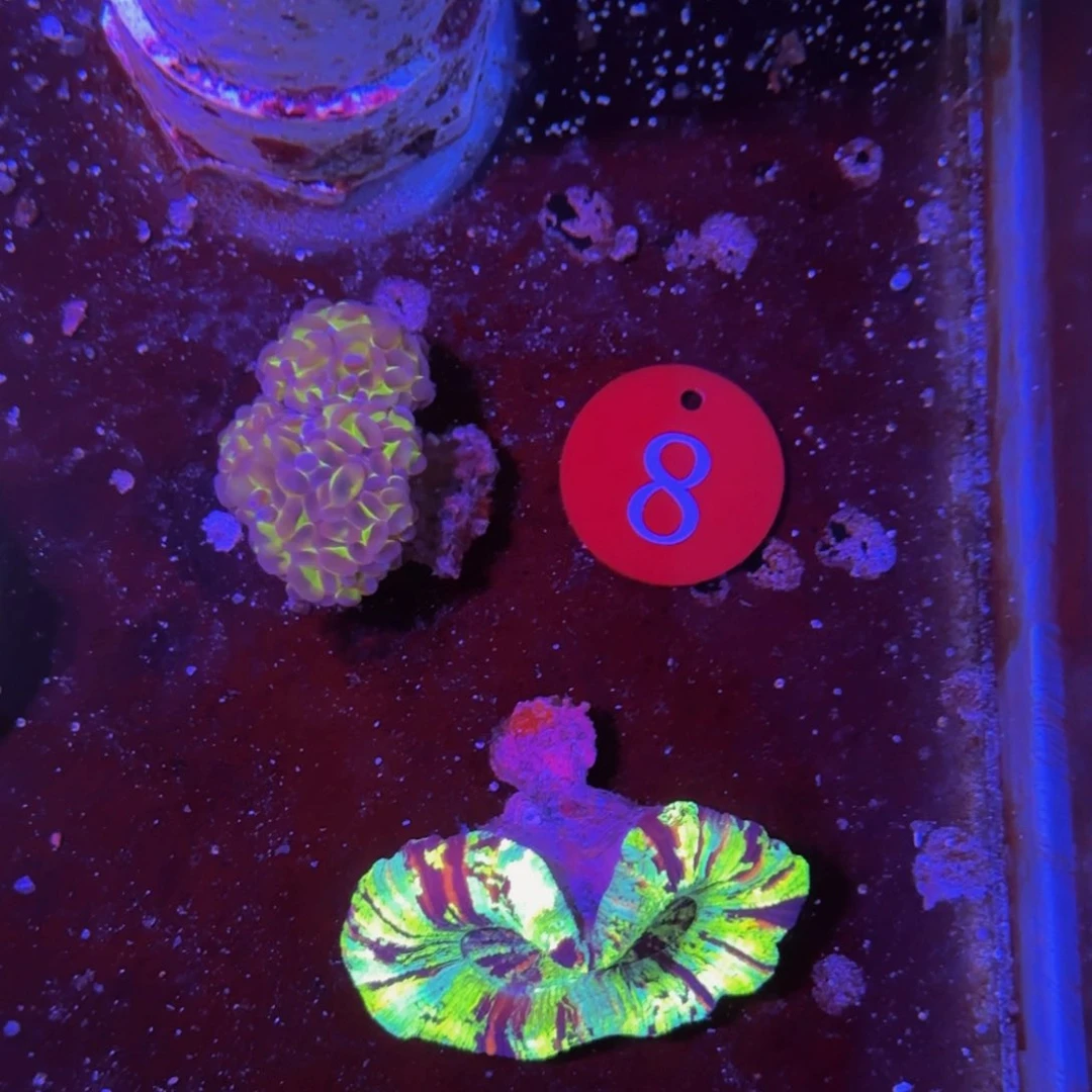 万鱼来朝海水观赏