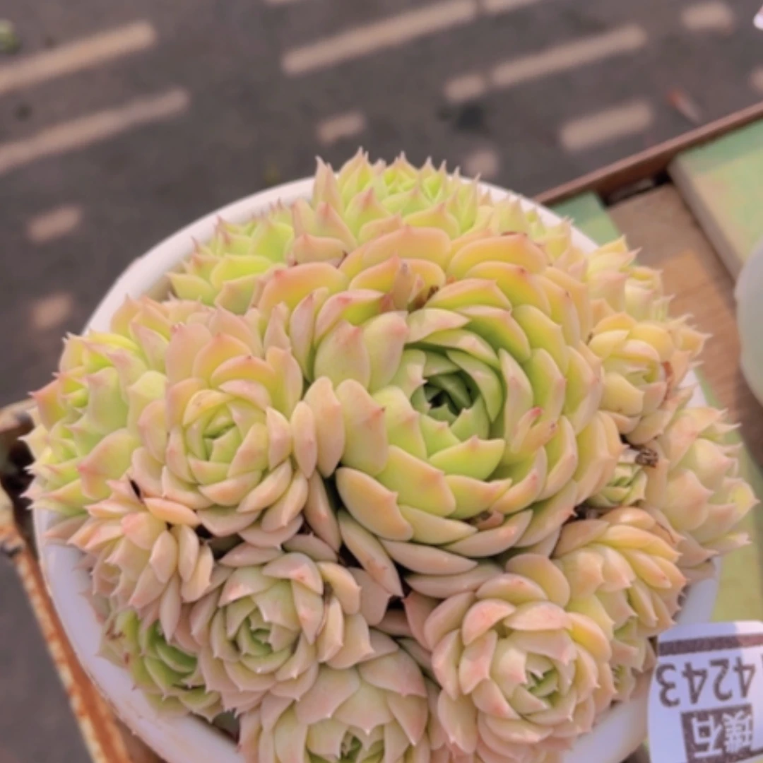 【闪购商品】昂斯诺14243